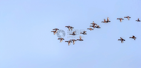 红砖皮沙尔 牧师 羊群 鸟类 潜水鸭 罗多内萨鲁菲纳图片