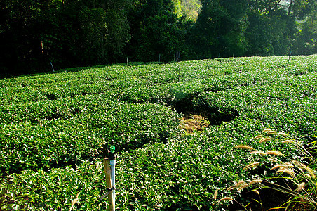 山上茶树农场灌溉图片