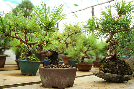 邦赛树种植温室生长盆栽树干房间陶器花园木头爱好图片