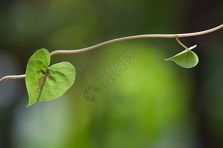 叶子森林植物心形新生活绿色棕色植物学环境背景热带图片