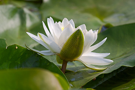 白盐水植物群植物学植物荷花树叶池塘背景图片