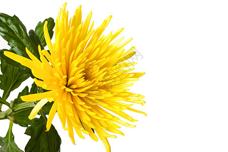 黄色菊花 白上隔离背景图片