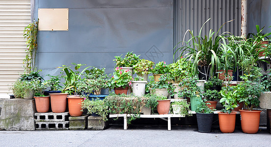 小型植物和花园图片