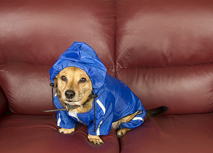 雨狗插图橡皮孩子季节宠物牧羊犬朋友橙子蓝色乐趣图片