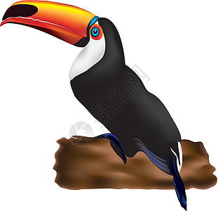 Toucan 土干野生动物森林鸟类绘画账单橙子动物插图图片