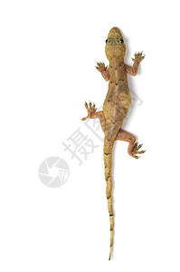 Gecko 蜥蜴宠物壁虎尾巴生物学脊椎动物皮肤宏观捕食者爬行动物荒野图片