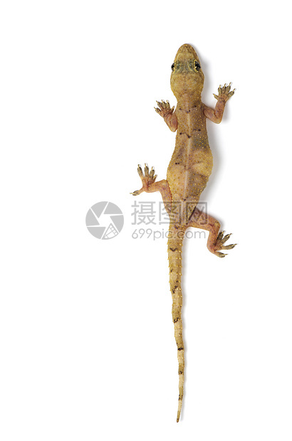 Gecko 蜥蜴宠物壁虎尾巴生物学脊椎动物皮肤宏观捕食者爬行动物荒野图片