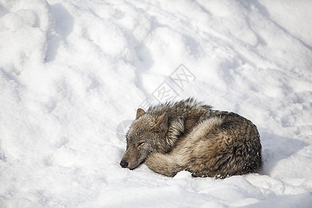狼在雪上睡觉图片