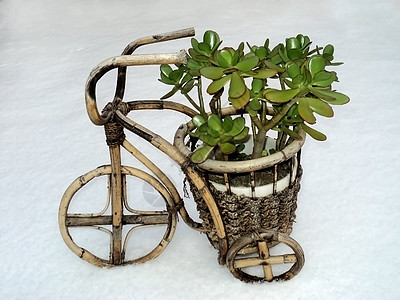 雪中自行车形式的鲜花壶图片