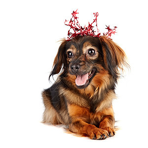 带着星星的皇冠装饰狗兰花贵宾友谊好奇心猎犬快乐爪子哺乳动物幸福犬类图片