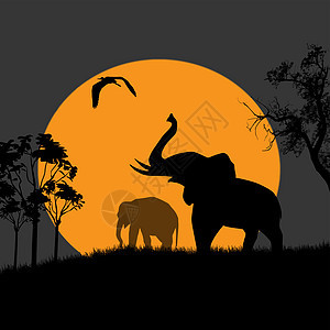 夜里大象的太阳光橙子天空野生动物环境衬套丛林荒野日出哺乳动物黑色图片