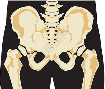人类骨架科学女性骨干脊柱骨骼女士腰椎疼痛生理骨盆图片