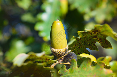 离橡子很近树叶椭圆生长植物木头食物坚果绿色植物学发芽图片