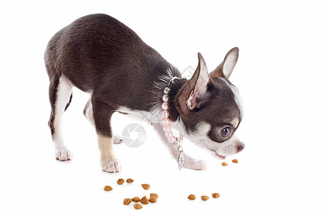小小狗吉娃娃吃饭棕色干粮工作室衣领动物犬类伴侣宠物狗粮背景图片