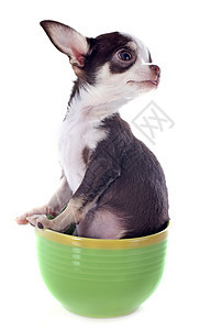 在杯子里的小小狗吉娃娃棕色尺寸动物茶壶罩杯工作室伴侣宠物犬类白色图片