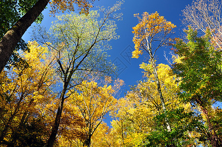 秋树叶子黄色四肢天空树干桦木山脉木材树叶烟雾图片
