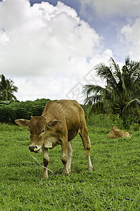 青牛在蓝云天空的草地上吃绿草图片