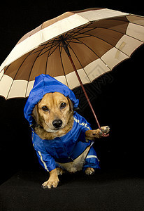 雨狗男生蓝色朋友孩子天气插图季节橙子雨衣牧羊犬图片