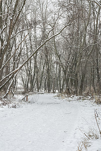 穿越森林的白雪之路图片