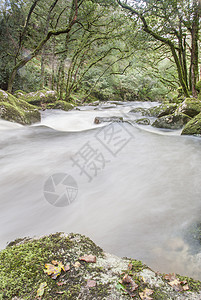 英国达特摩尔州伍德兰的快速流水河巨石流动苔藓美丽荒野运动森林场景环境公园图片