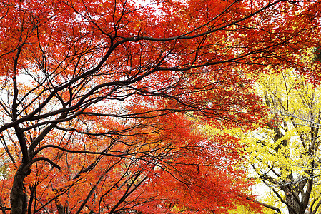 秋叶橙子季节性叶子季节环境红色黄色公园植物群图片