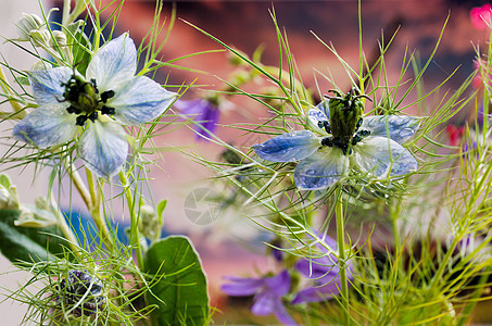 在迷雾中的爱植物绿色植物学季节花瓣宏观爱情黑种草蓝色背景图片