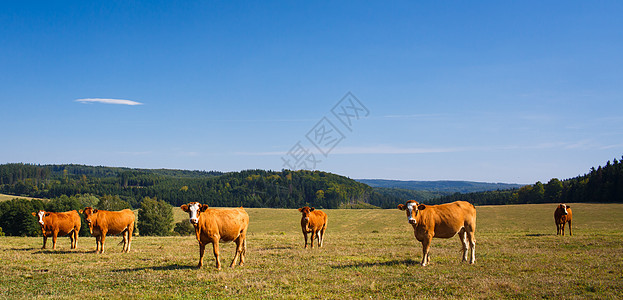 牛群在一片美丽的绿草地上放牧场地动物奶制品农村草原农场天空农田奶牛生物图片