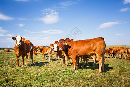 牛群在一片美丽的绿草地上放牧牧场农场奶制品场地农村晴天奶牛草原动物牛奶图片
