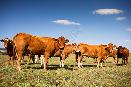 牛群在一片美丽的绿草地上放牧农田牛角场地小牛牧场农村牛肉草原奶制品动物图片
