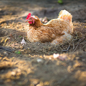 农场的母鸡农家院梳子国家稻草场景食物农村生产鸡舍农民图片
