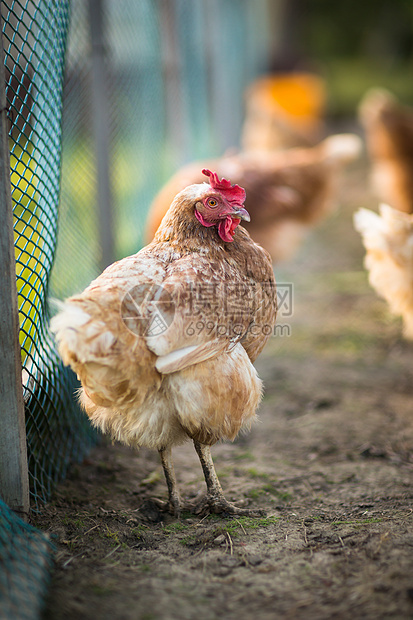 农场的母鸡农村免费梳子生产羽毛稻草农民公鸡动物食物图片