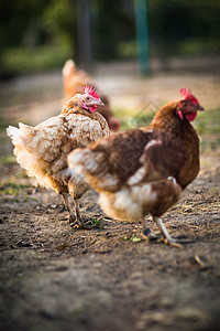 农场的母鸡群居动物羽毛国家鸡舍生产食物栖息家禽范围图片