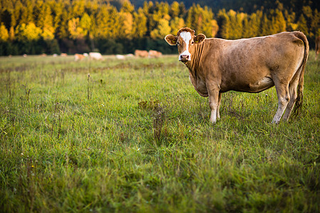牛群在一片美丽的绿草地上放牧奶制品奶牛生物牛肉场地农场小牛奶牛场哺乳动物天空图片