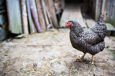 农场的母鸡栖息农家院羽毛鸡腿农民稻草农村食物免费鸡舍图片