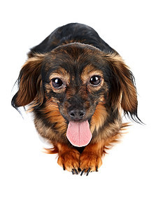 装饰型棕色狗脊椎动物毛皮哺乳动物好奇心兰花犬类快乐朋友宠物猎犬图片