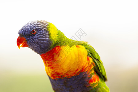 颜色绿色鸟类红色黄色羽毛翅膀紫色眼睛图片