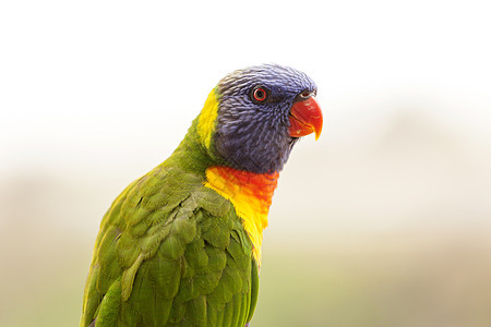 A 鹦鹉的配置文件鸟类紫色眼睛红色绿色黄色翅膀羽毛背景图片