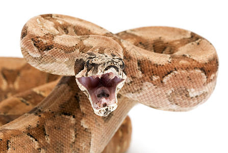 阿根廷博阿波阿省西斯群岛情调侵略异国蟒蛇动物学濒危物种捕食者攻击宠物图片