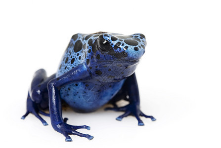 蓝毒箭青蛙蓝色野生动物物种宠物动物学两栖动物黑色箭蛙濒危图片