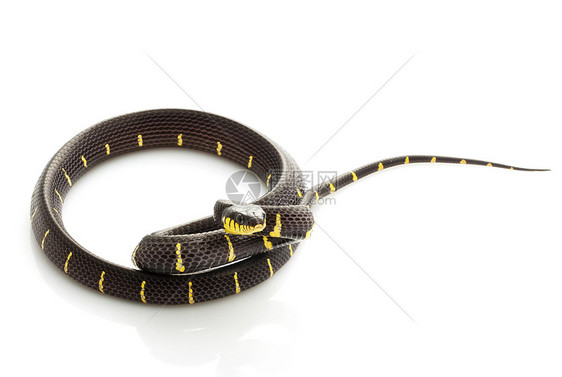红蛇黑色情调异国警报物种侵略濒危野生动物眼睛黄色图片