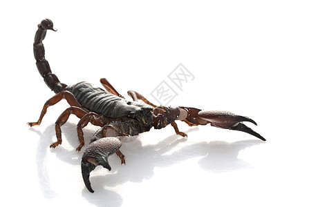 红爪蝎动物学宠物情调毒液野生动物眼睛漏洞异国物种濒危图片