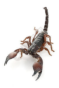 红爪蝎眼睛冷血情调漏洞毒液物种异国濒危宠物动物学图片