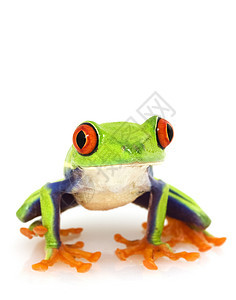 红眼树青蛙阿加利施尼斯克里米德里亚斯濒危皮肤绿色俘虏红色好奇心物种两栖动物宠物科学图片