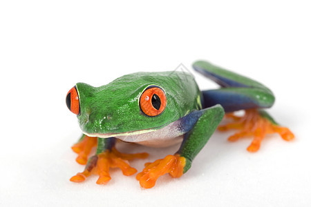 红眼树蛙宠物两栖动物好奇心生物学眼睛青蛙物种红色野生动物濒危图片