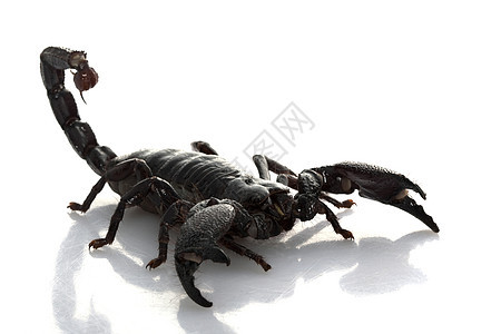 蝎子皇帝毒液漏洞情调物种冷血动物学宠物眼睛濒危野生动物背景图片