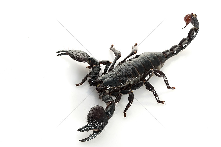 蝎子皇帝异国动物学情调漏洞濒危危险眼睛野生动物物种毒液图片