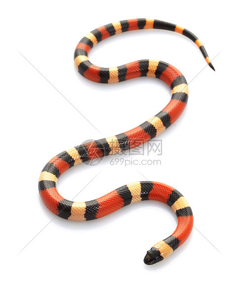 圣普埃布拉危险眼睛动物学情调侵略野生动物王蛇异国冷血物种图片