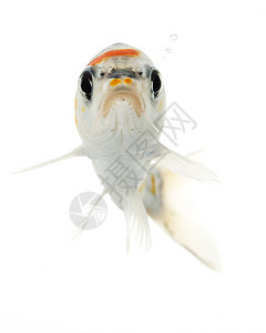 银甲鱼水族馆运动宠物气泡异国动物学眼睛呼吸黑色生物学图片