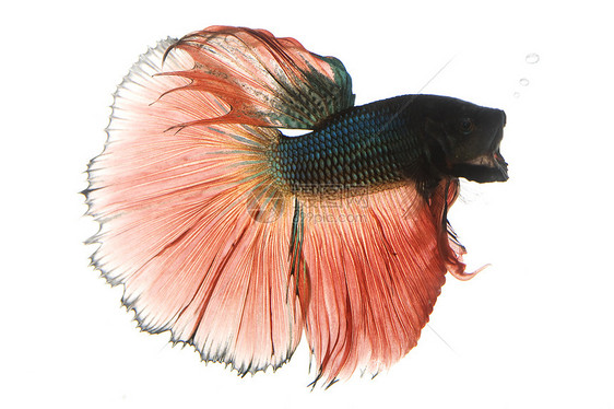 红鱼和蓝暹山打架鱼生物学水族馆红色热带异国动物学运动游泳呼吸宠物图片