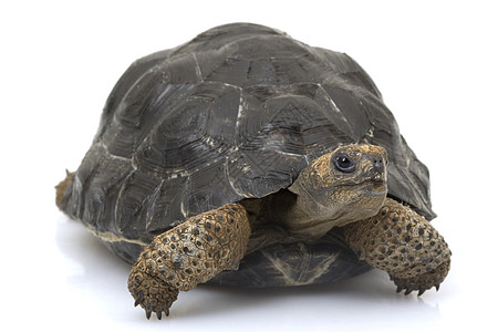 加拉帕戈斯巨龟生物学盔甲野生动物濒危宠物物种崎岖动物学乌龟图片